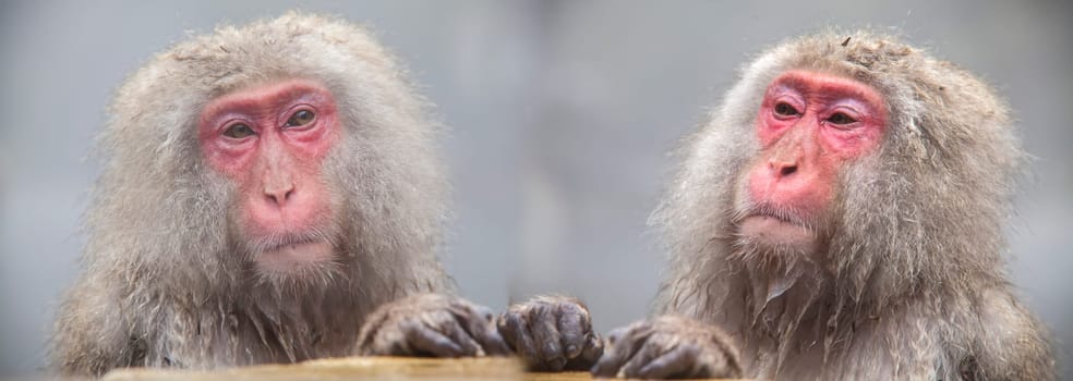 The Monkey with hot Spring in the winter, Japan