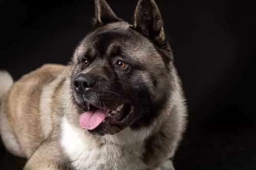 American akita young dog muzzle portrait with tongue hanging out