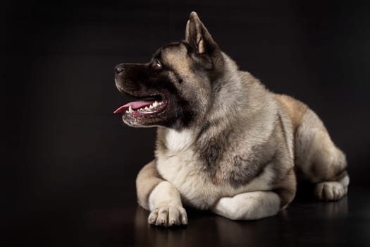 American Akita young dog lies on a dark background with his head turned to the side