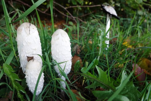 Schopf-Tintling (Coprinus comatus), auch Spargelpilz, Porzellantintling oder Tintenpilz, Reinhardswald, Hessen, Deutschland, Hofgeismar