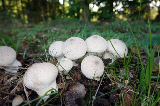 Flaschen-Stäubling (Lycoperdon perlatum, Lycoperdon gemmatum), Reinhardswald, Hessen, Deutschland, Hofgeismar