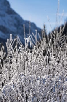 the ice formations formed on the branches of the shrubs