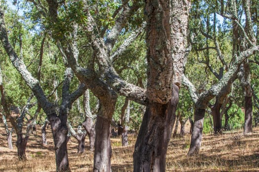 Naked trunks after cork harvest or saca. Sierra Fria, Caceres, Extremadura, Spain