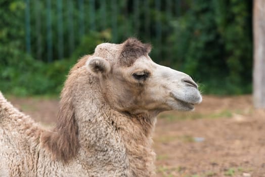 A camel resting in the kharkiv zoo