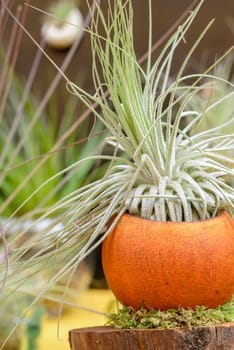 Nice composition of Tillandsia, species of evergreen, perennial flowering plants in the family Bromeliaceae, native to the forests, mountains and deserts of Central and South America, the southern United States and the West Indies.
