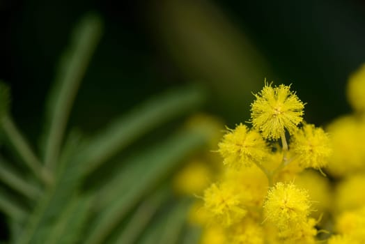 wonderful yellow mimosa flowers from the tree