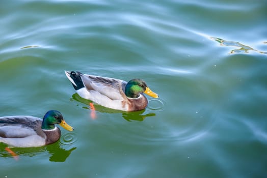 Beautiful ducks on a lake in Rome