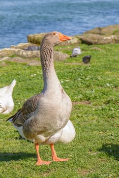 geese in a garden of roma, EUR lake