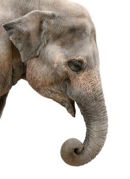 Profile portrait of a happy elephant isolated on pure white