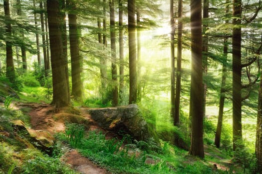 Sun rays illuminating a misty forest scenery with fresh and vibrant green foliage and a footpath