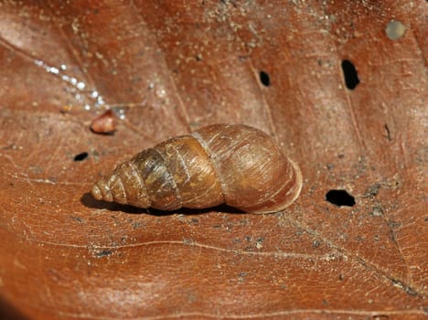 Mountain-Vielfrßschnecke (Ena montana)
