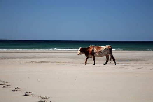 Cow on the beach