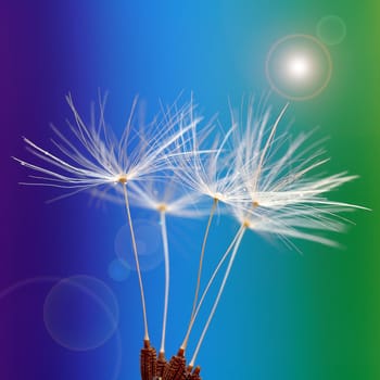 Pusteblume