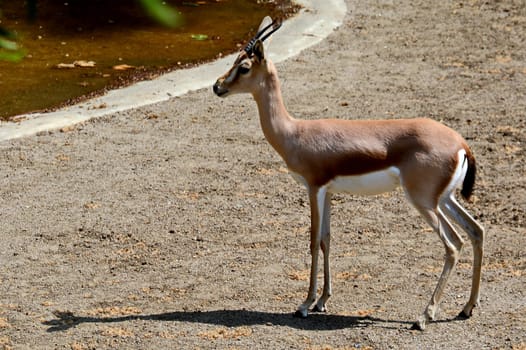 Mendes antelope