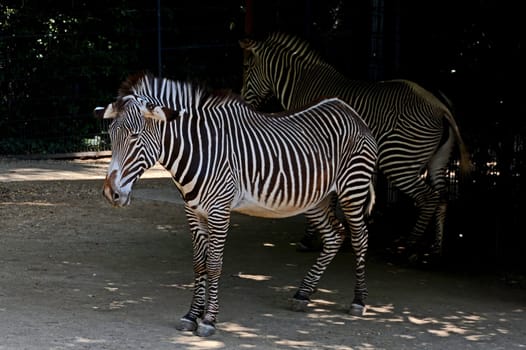 Grevy Zebras