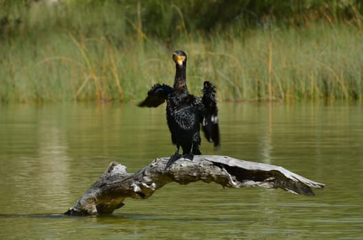 kormoran that shoes itself