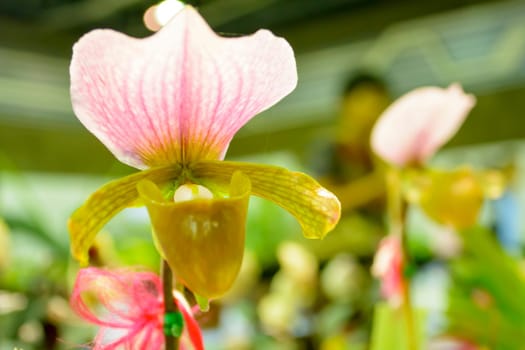 Paphiopedilum, often called the Venus slipper, is a genus of the Lady slipper orchid subfamily Cypripedioideae of the flowering plant family Orchidaceae. The genus comprises some 80 accepted taxa including several natural hybrids. The species and their hybrids are extensively cultivated, and are known as either paphiopedilums, or by the abbreviation paphs in horticulture.The type species of this genus is Paphiopedilum insigne.
