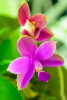 In this picture is a orchid. Orchidaceae is a diverse and widespread family of flowering plants, with blooms that are often colourful and often fragrant, commonly known as the orchid family.