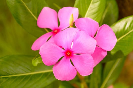 Catharanthus roseus, commonly known as the Madagascar periwinkle or rosy periwinkle,Sadafuli flower , is a species of Catharanthus native and endemic to Madagascar. Other English names occasionally used include Vinca, Cape periwinkle, rose periwinkle, rosy periwinkle, and old-maid.It was formerly classified in the Vinca genus as Vinca rosea.