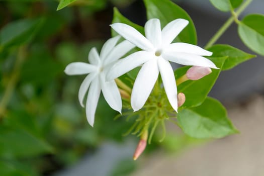 Forest Jasmine: Botanically known as Jasminum abyssinicum, this species is a woody climber with dark glossy green foliage, and five or six lobed flowers are borne at the ends twigs in axils of leaves, they are a bright white with pink fringes.