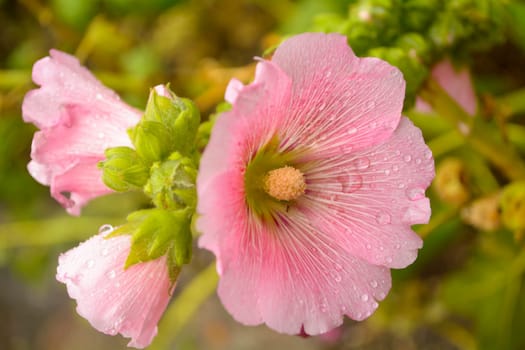 Alcea, commonly known as hollyhocks, is flowering plants in the mallow family. The flowers may be solitary or arranged in fascicles or racemes. The notched petals are usually over three centimeters wide and may be pink, white, purple, or yellow.