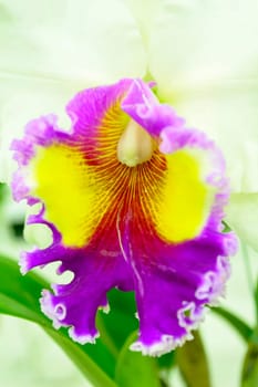 Cattleya is a genus of 113 species of orchids from Costa Rica and the Lesser Antilles south to Argentina. The genus was named in 1824 by John Lindley after William Cattley who received and was the first to bloom a specimen of Cattleya labiata.