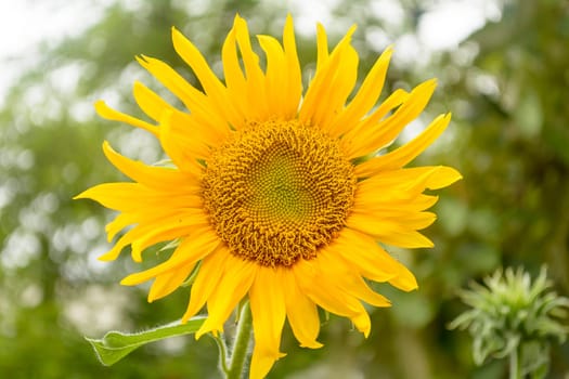 Sun Flower are Thai Flower.