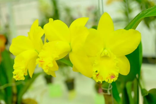 Cattleya is a genus of 113 species of orchids from Costa Rica and the Lesser Antilles south to Argentina. The genus was named in 1824 by John Lindley after William Cattley who received and was the first to bloom a specimen of Cattleya labiata.