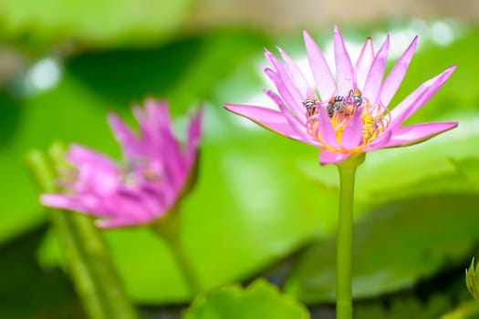 This picture has bees are swarming purple lotus. the lotus is very beautiful.