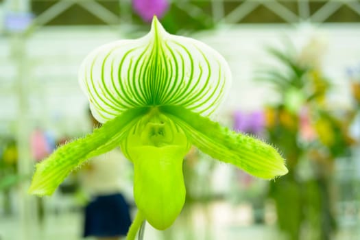 Paphiopedilum, often called the Venus slipper, is a genus of the Lady slipper orchid subfamily Cypripedioideae of the flowering plant family Orchidaceae. The genus comprises some 80 accepted taxa including several natural hybrids. The species and their hybrids are extensively cultivated, and are known as either paphiopedilums, or by the abbreviation paphs in horticulture.The type species of this genus is Paphiopedilum insigne.