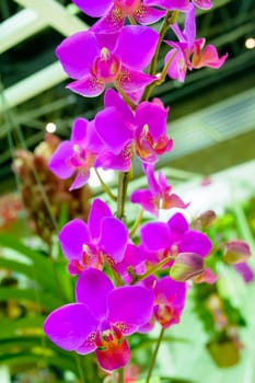 In this picture is a orchid. Orchidaceae is a diverse and widespread family of flowering plants, with blooms that are often colourful and often fragrant, commonly known as the orchid family.
