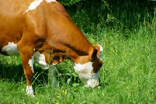 Single dairy cow on a pasture