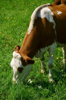 Close-up of a dairy cow in the pasture