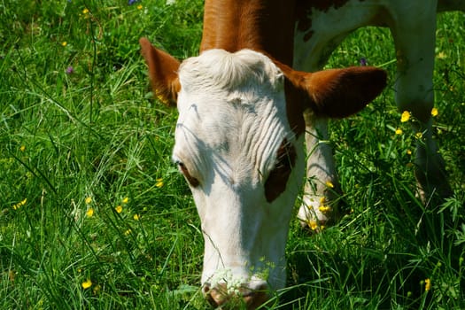 Close-up of a dairy cow in the pasture