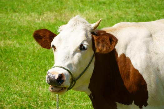 Close-up of a dairy cow in the pasture