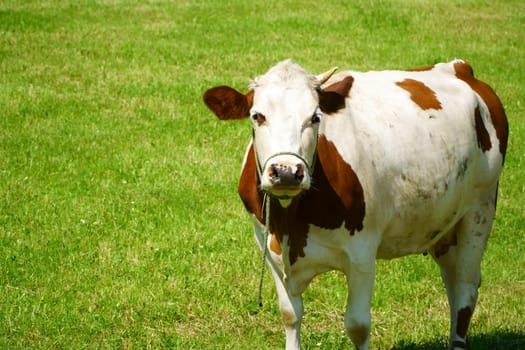 Close-up of a dairy cow in the pasture