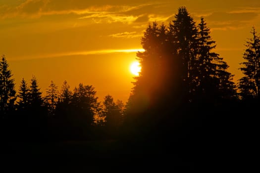 The sun behind the trees in the Black Forest
