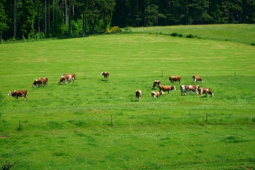 Grazing cows in summer in the Black Forest