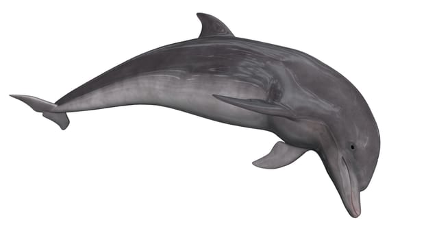 Dolphin isolated in white background - 3D render