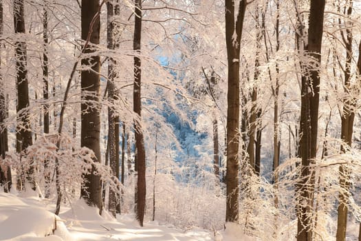 Winter beech forest on a frosty, sunny morning.