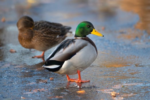 Mallard duck male, anas platyrhynchos, waddle on frozen and snow covered wetland in winter, birds