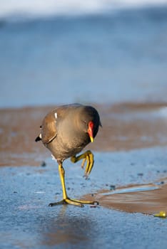 mmon gallinule, Gallinula galeata moorhen waddle over frozen and snow covered pond in winter, birds