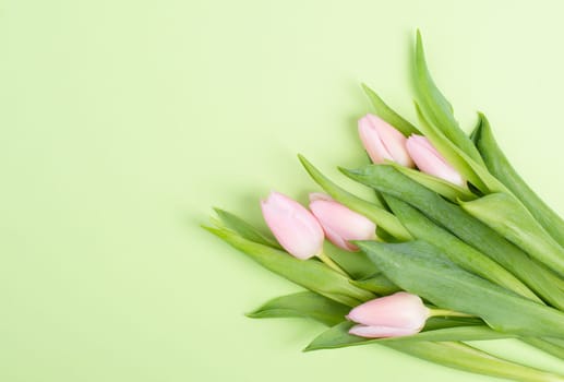 Tulips greeting card for birthday, easter holiday, valentines day, mothers day, spring season