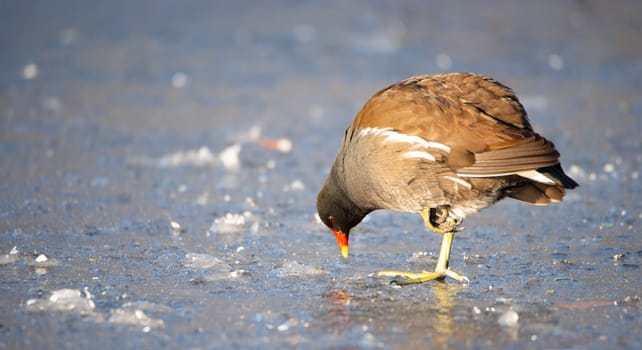 mmon gallinule, Gallinula galeata moorhen waddle over frozen and snow covered pond in winter, birds