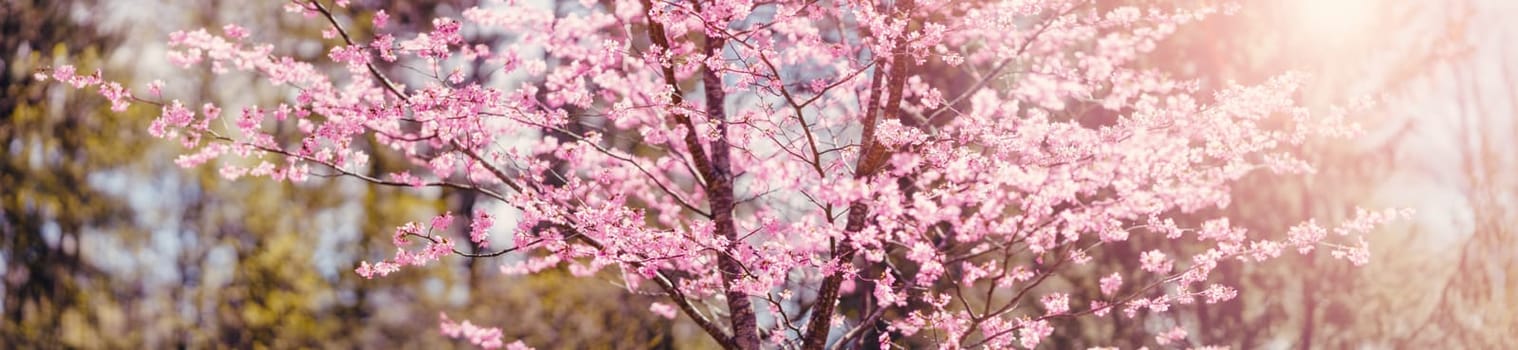 Cherry tree blossoming in spring in natural park. Panoramic view.