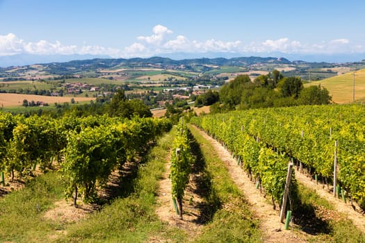 Barbera vineyard in Piedmont - Piemonte - region, Italy. Countryside landscape in Langhe area.