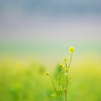 Mustard yellow flower green field