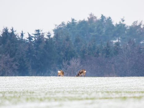 Roe deer herd in winter on a field