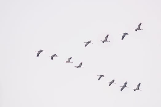 A flock of flying cranes in the sky