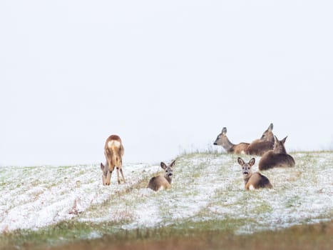 Roe deer herd in winter on a field